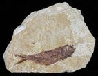 Knightia Fossil Fish - Wyoming #60858-1
